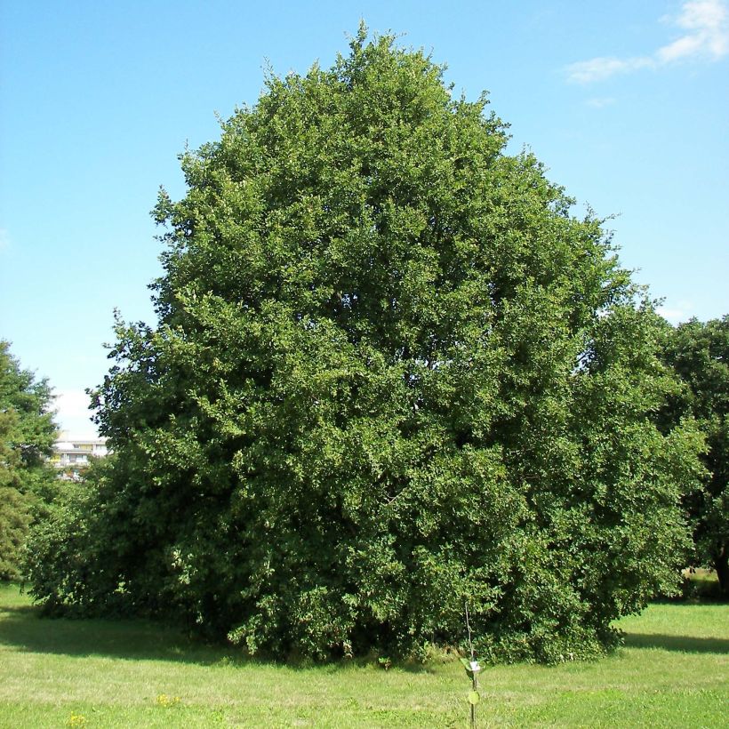 Chêne rouvre - Quercus petraea (Plant habit)