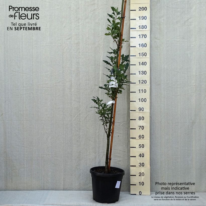 Example of Quercus robur Fastigiata Koster - Chêne pédonculé fastigié Pot de 20L/25L as you get in ete