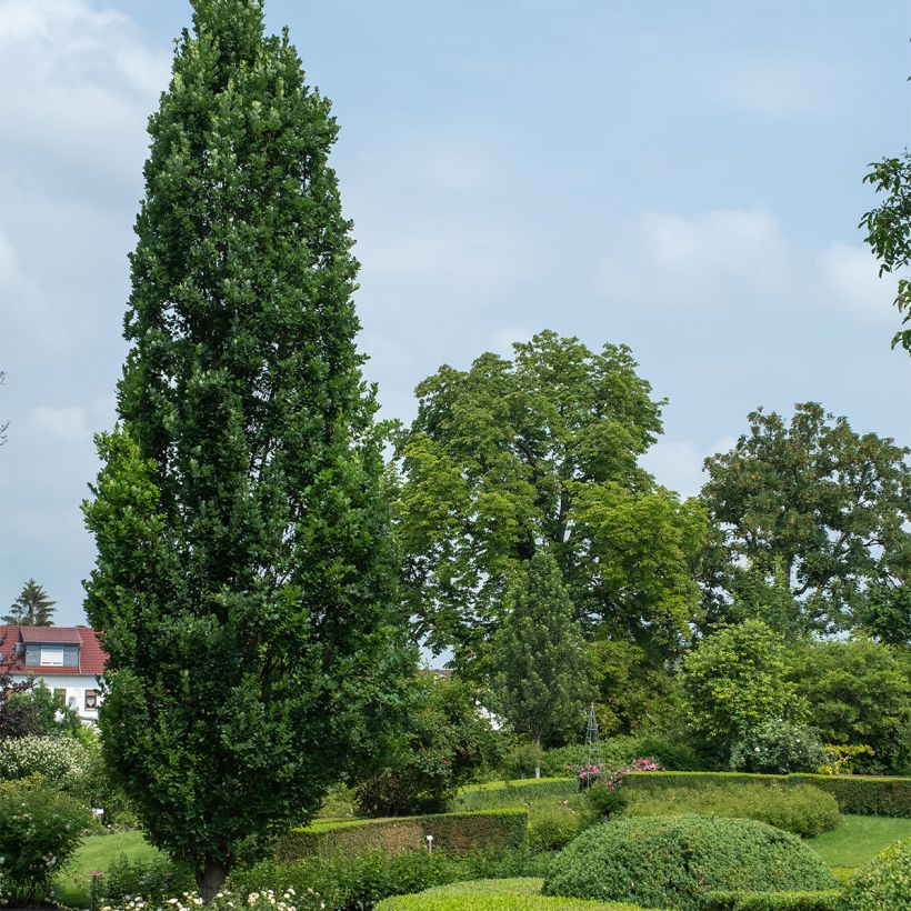 Quercus robur Fastigiata Koster - Chêne pédonculé fastigié (Plant habit)