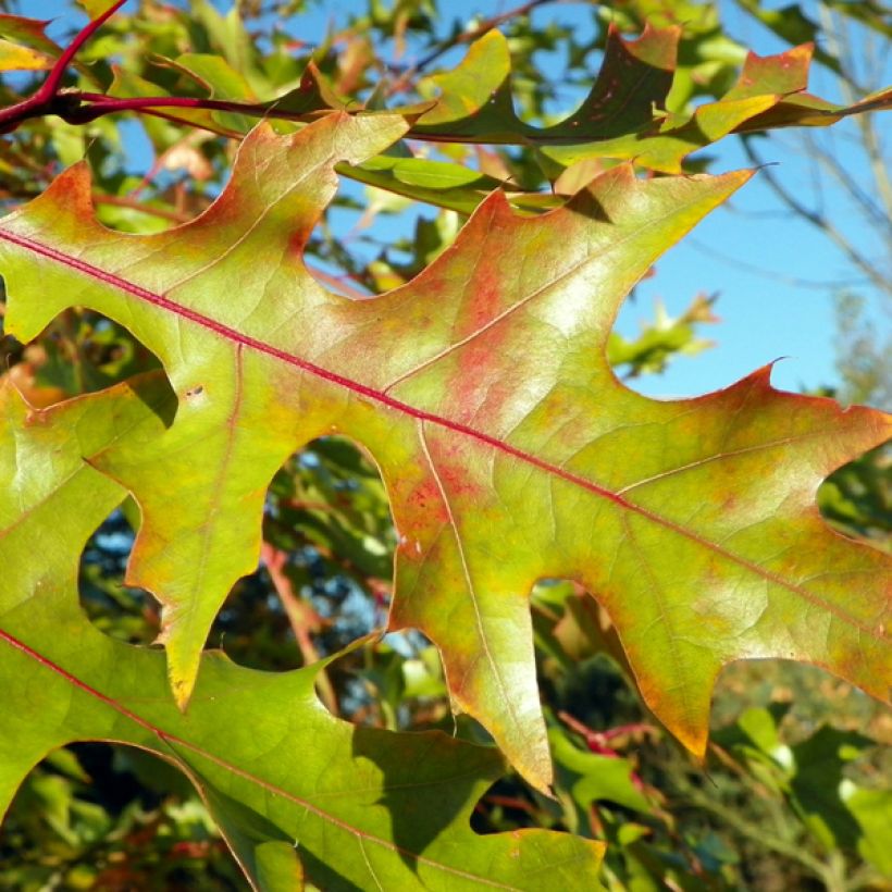 Quercus rubra - Chêne rouge d'Amérique (Foliage)