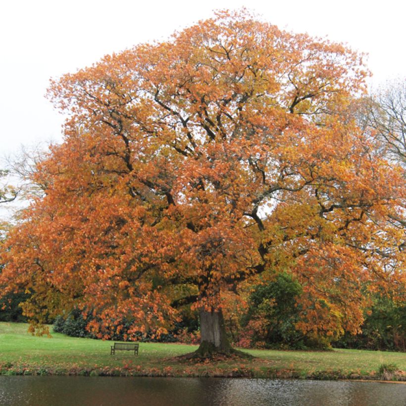 Quercus rubra - Chêne rouge d'Amérique (Plant habit)
