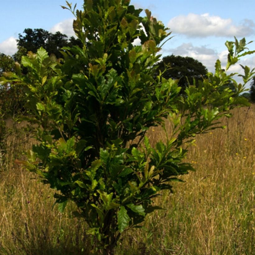 Quercus (x) warei Windcandle - Chêne hybride (Plant habit)