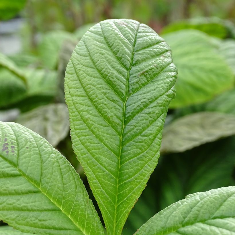 Rodgersia La Blanche - Rodgersia La Blanche (Foliage)