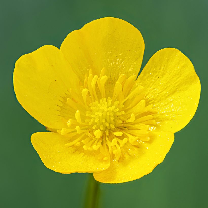 Ranunculus acris - Bouton d'or (Flowering)