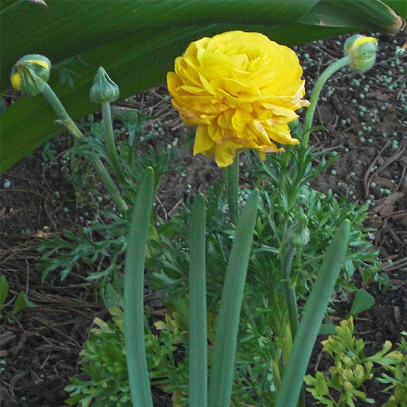 Renoncule asiatique en mélange  (Flowering)
