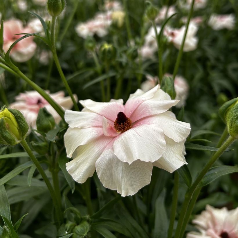 Renoncule des fleuristes Butterfly Ariadne – Ranunculus asiaticus (Flowering)