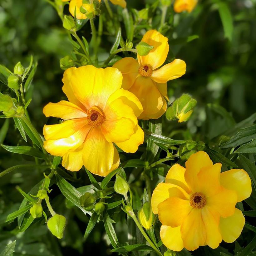 Renoncule des fleuristes Butterfly Dione – Ranunculus asiaticus (Flowering)