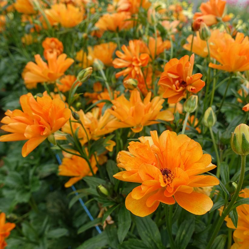 Renoncule des fleuristes Butterfly Galatea – Ranunculus asiaticus (Flowering)