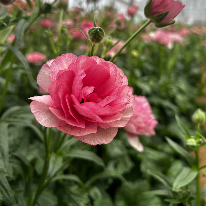 Renoncule des fleuristes Butterfly Hera – Ranunculus asiaticus (Flowering)