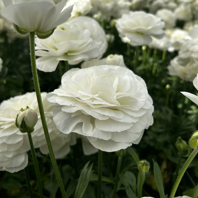 Renoncule des fleuristes Romance Courchevel – Ranunculus asiaticus (Flowering)