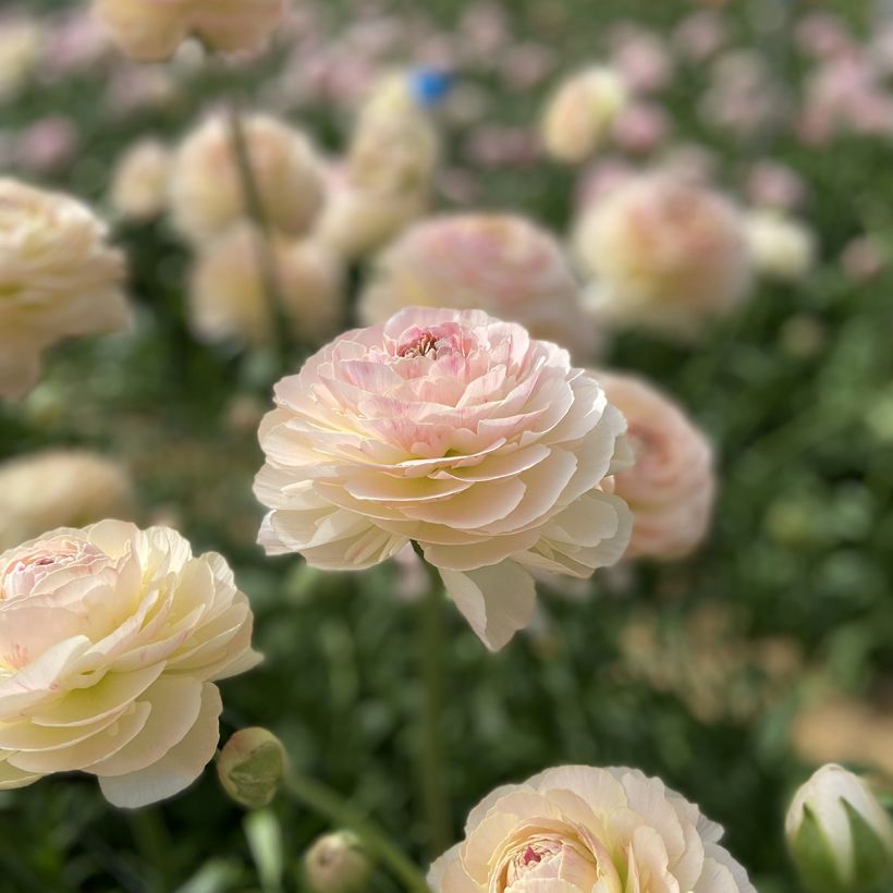 Renoncule des fleuristes Romance Maritime – Ranunculus asiaticus (Flowering)