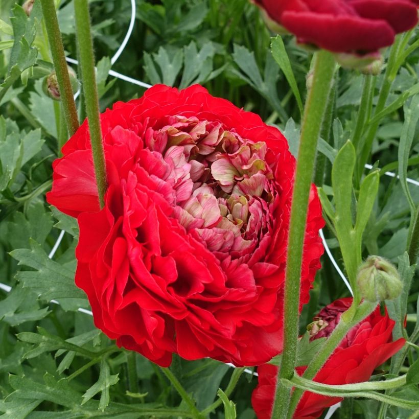 Renoncule des fleuristes Romance Odon – Ranunculus asiaticus (Flowering)