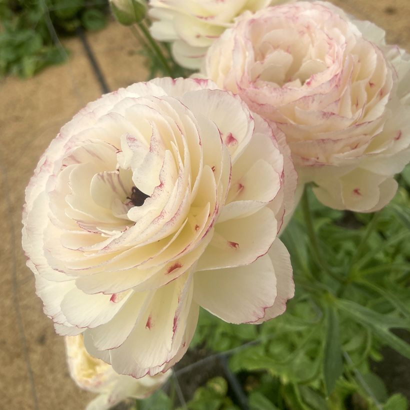 Renoncule des fleuristes Romance Orleans – Ranunculus asiaticus (Flowering)