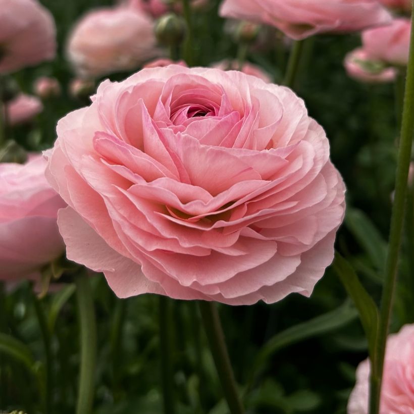 Renoncule des fleuristes Romance Seine – Ranunculus asiaticus (Flowering)