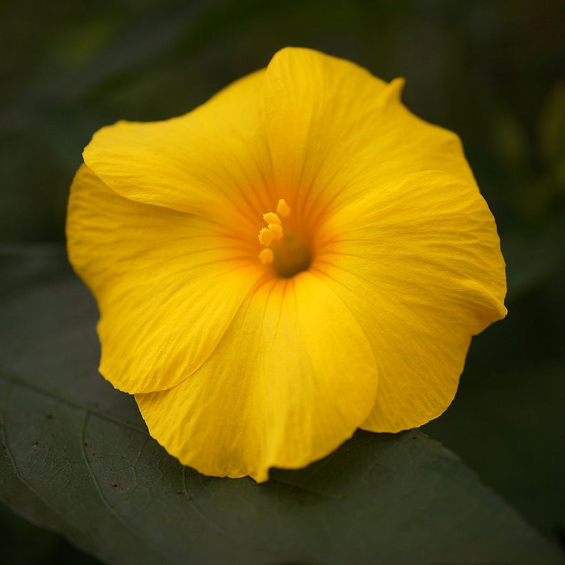 Reinwardtia indica - Lin jaune arbustif (Flowering)