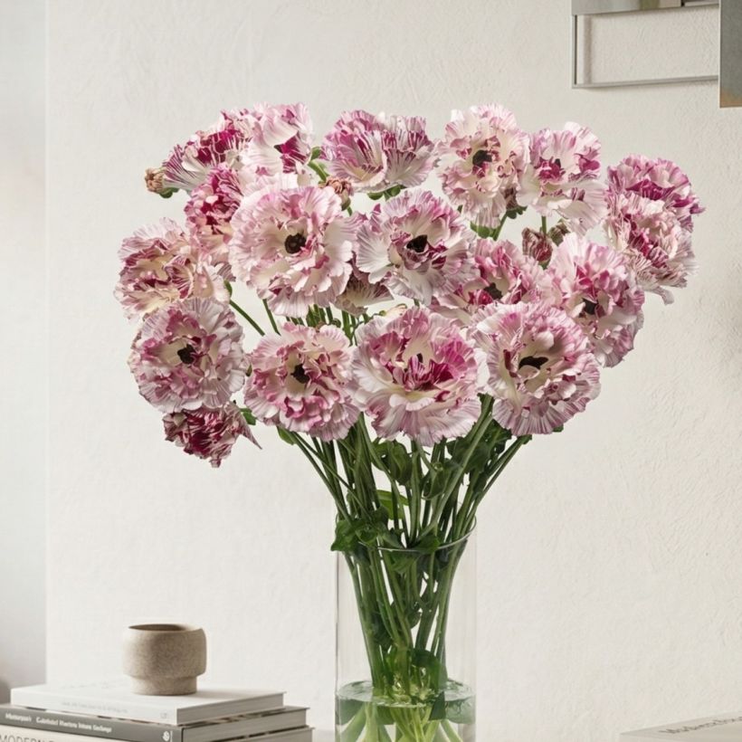 Renoncule des fleuristes Brushmark Cesar – Ranunculus asiaticus (Plant habit)