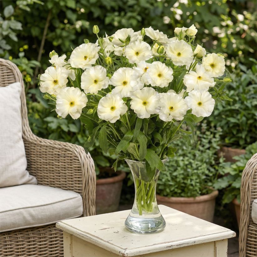 Renoncule des fleuristes Butterfly Graces – Ranunculus asiaticus (Plant habit)