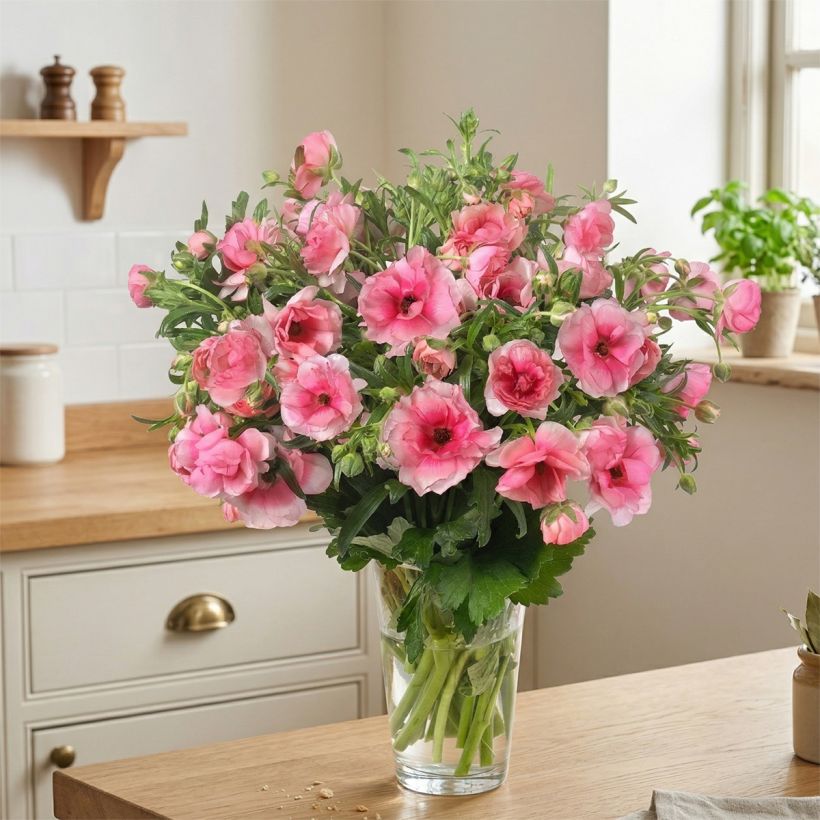 Renoncule des fleuristes Butterfly Hera – Ranunculus asiaticus (Plant habit)