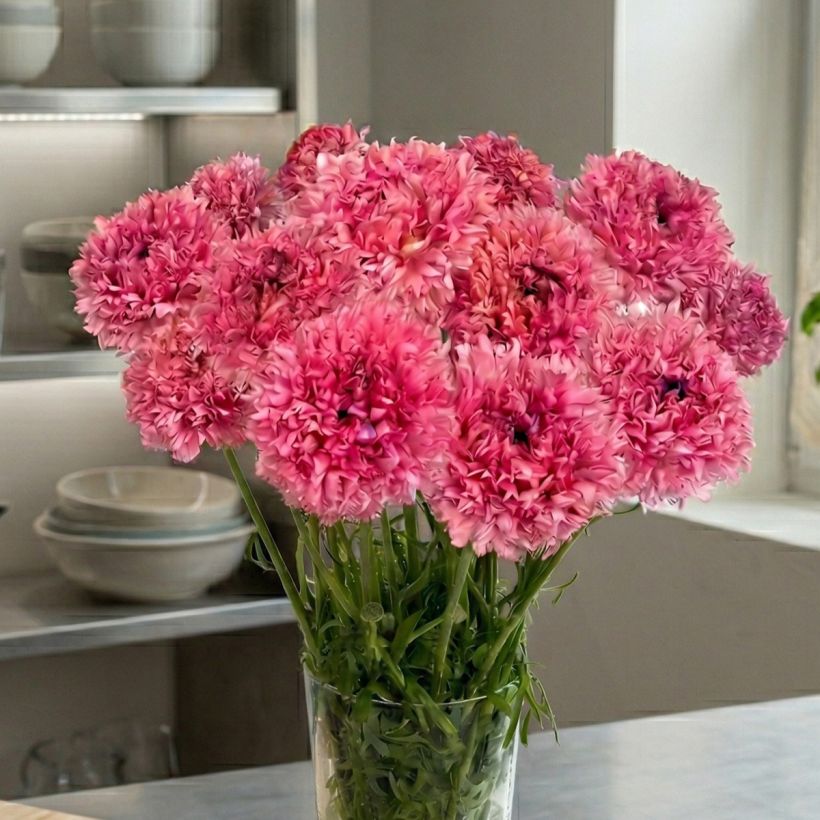 Renoncule des fleuristes Poodle Ramlia – Ranunculus asiaticus (Plant habit)