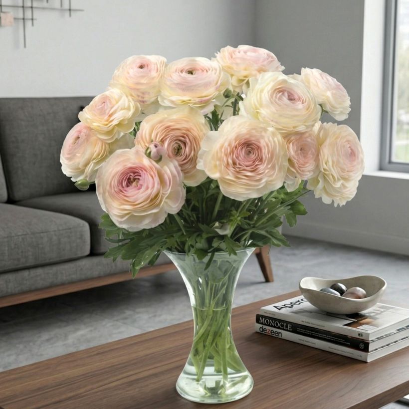 Renoncule des fleuristes Romance Maritime – Ranunculus asiaticus (Plant habit)