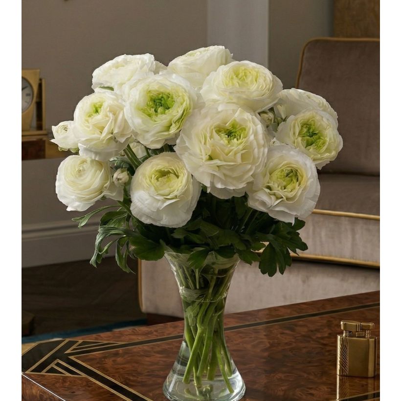 Renoncule des fleuristes Romance Montenvers – Ranunculus asiaticus (Plant habit)