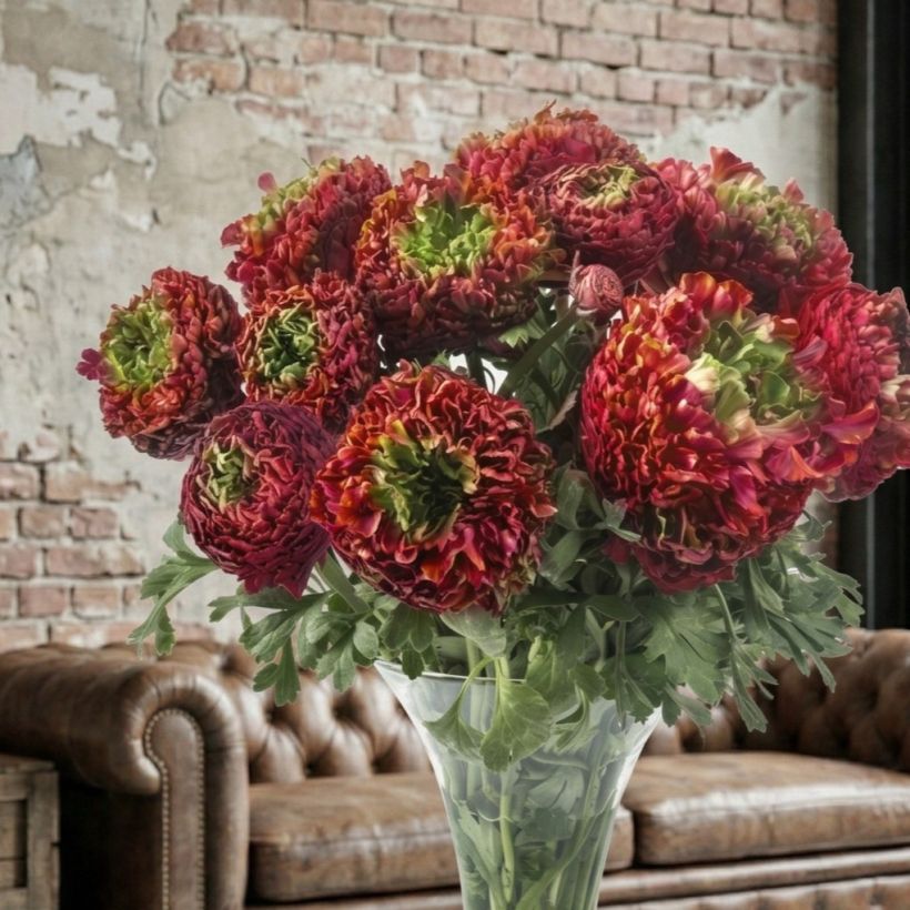 Renoncule des fleuristes Romance Odon – Ranunculus asiaticus (Plant habit)