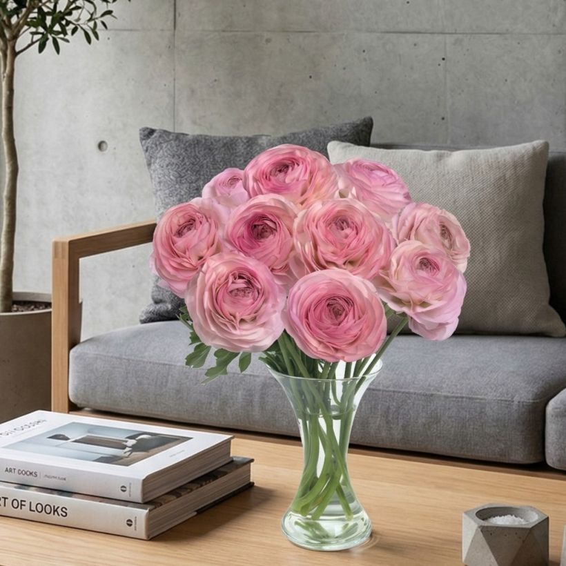 Renoncule des fleuristes Romance Seine – Ranunculus asiaticus (Plant habit)