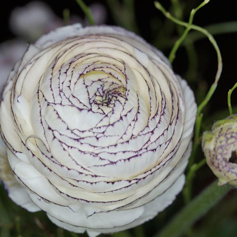 Renoncule asiatique double blanc bord rose (Flowering)