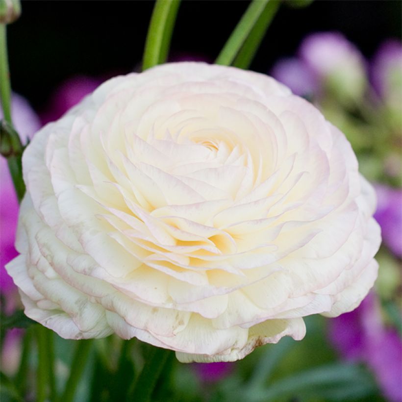 Renoncule asiatique double blanche (Flowering)