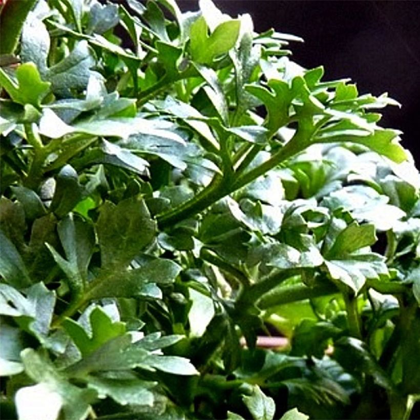Renoncule asiatique double orange (Foliage)