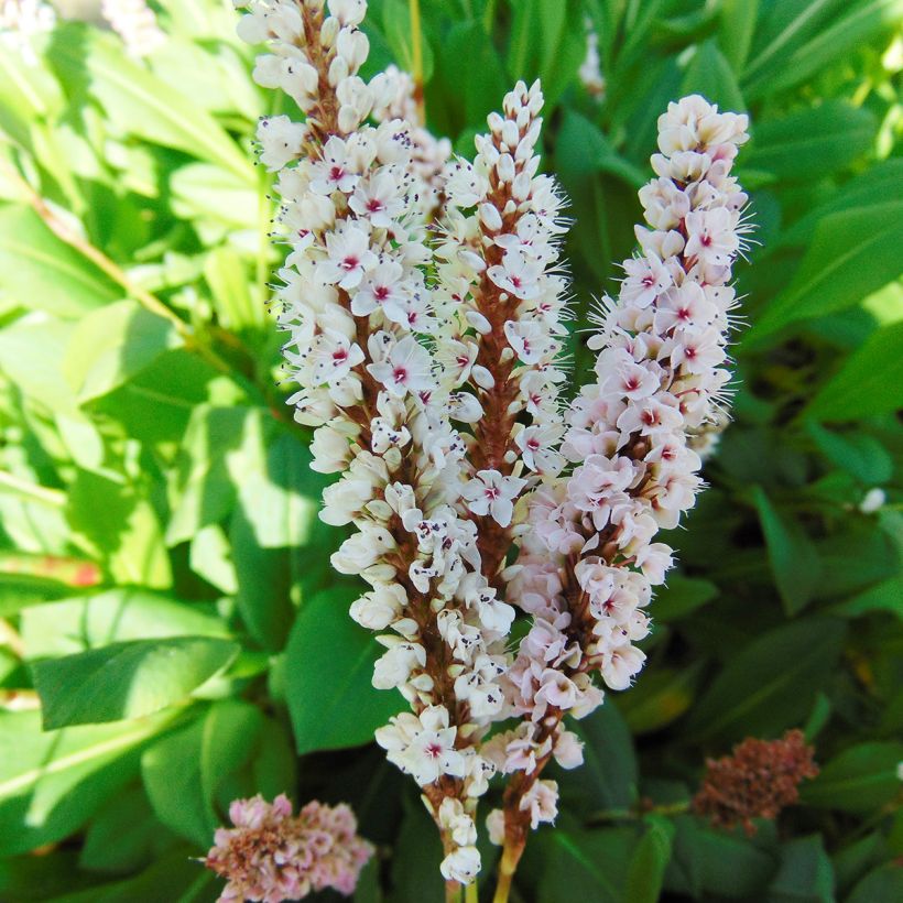 Renouée - Persicaria affinis Donald Lowndes (Flowering)