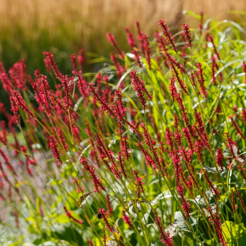 Renouée - Persicaria amplexicaulis Bloody Mary (Plant habit)