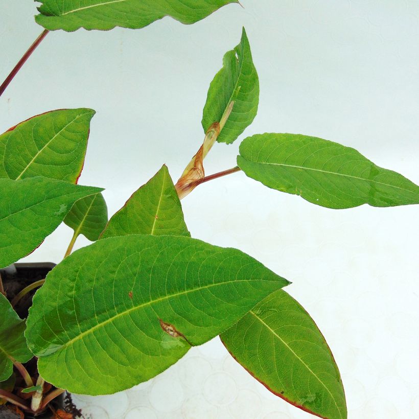 Renouée - Persicaria amplexicaulis Fat Domino (Foliage)