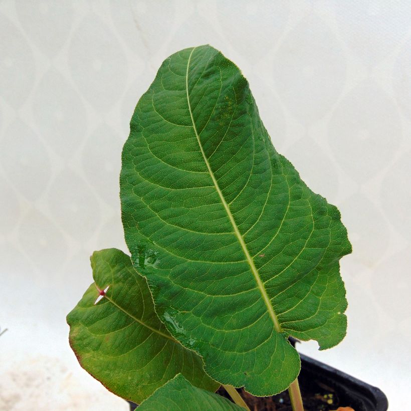 Renouée - Persicaria amplexicaulis Rosea (Foliage)