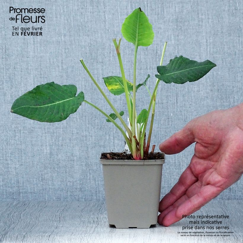 Example of Renouée - Persicaria amplexicaulis Vesuvius Godet de 8/9 cm as you get in automne