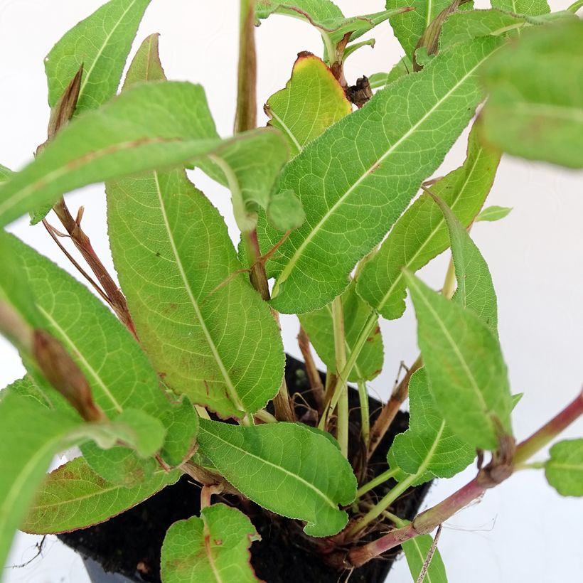 Renouée - Persicaria amplexicaulis White Eastfield  (Foliage)