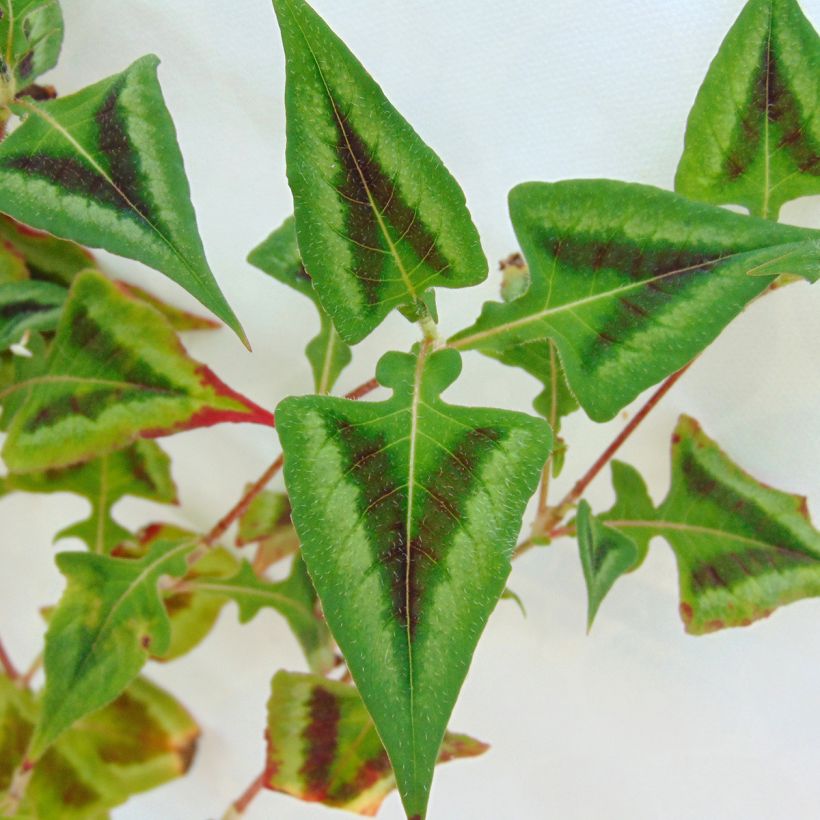 Renouée - Persicaria runcinata Purple Fantasy (Foliage)