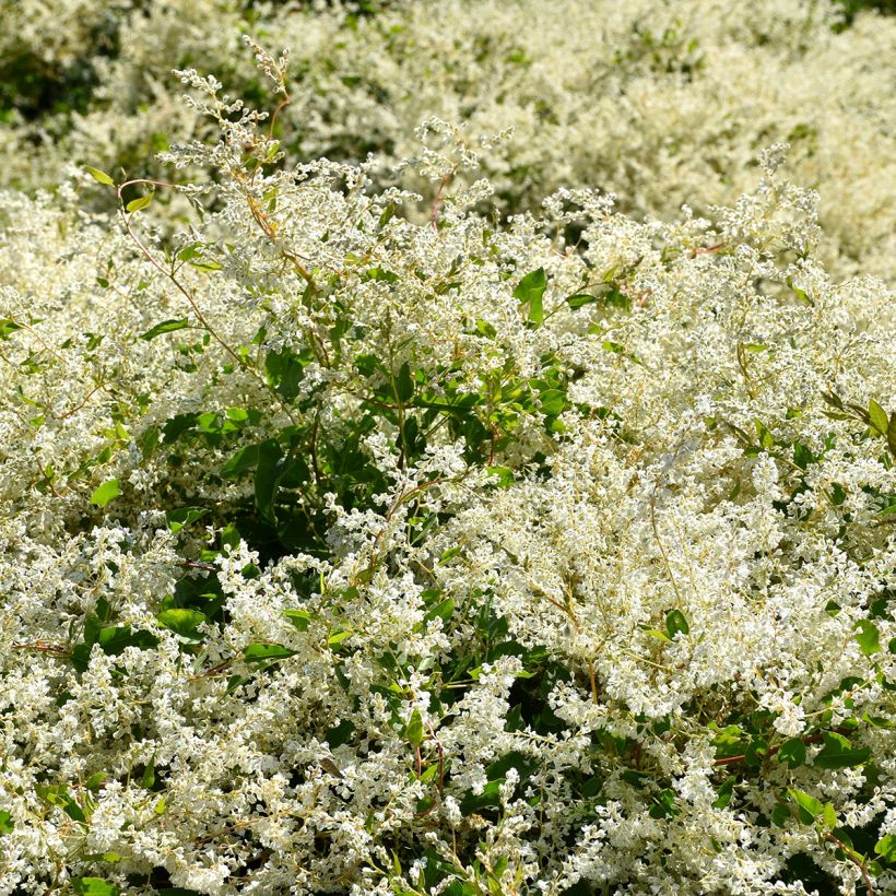 Renouée grimpante - Fallopia aubertii (Plant habit)