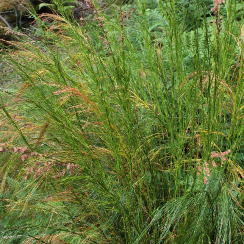 Restio tetraphyllus - Baloskion tetraphyllum (Foliage)