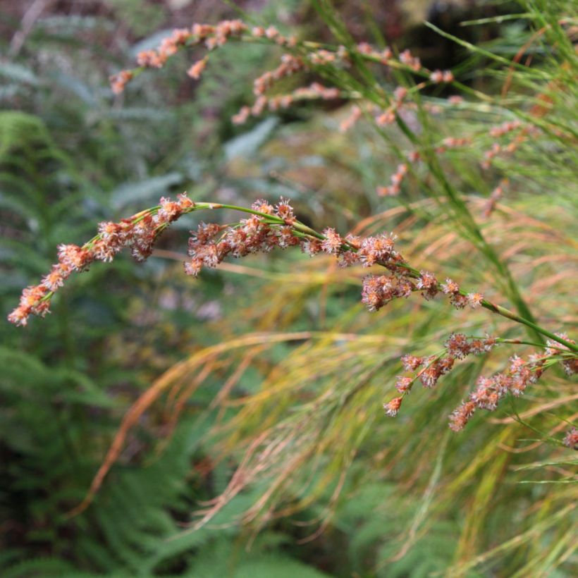 Restio tetraphyllus - Baloskion tetraphyllum (Flowering)