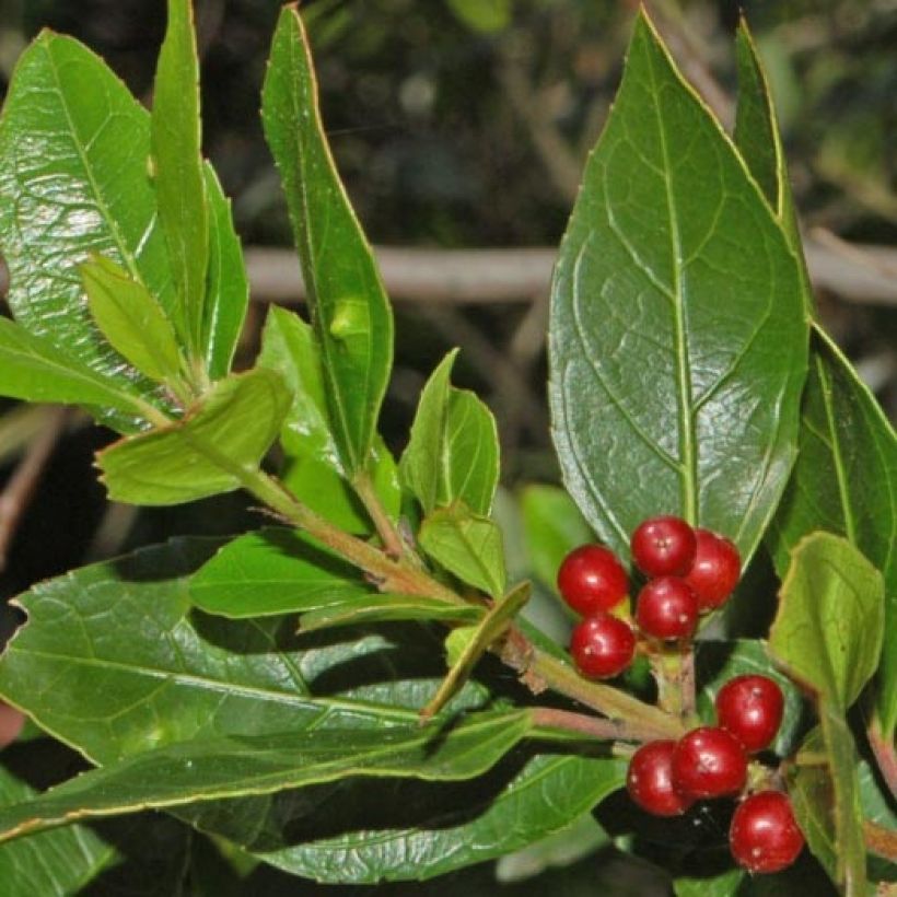 Rhamnus alaternus - Alaterne (Foliage)