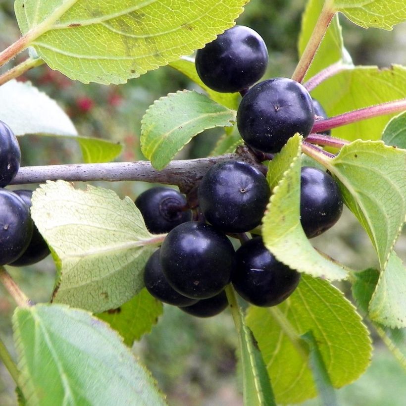Rhamnus cathartica - Nerprun purgatif, cathartique, officinal  (Harvest)