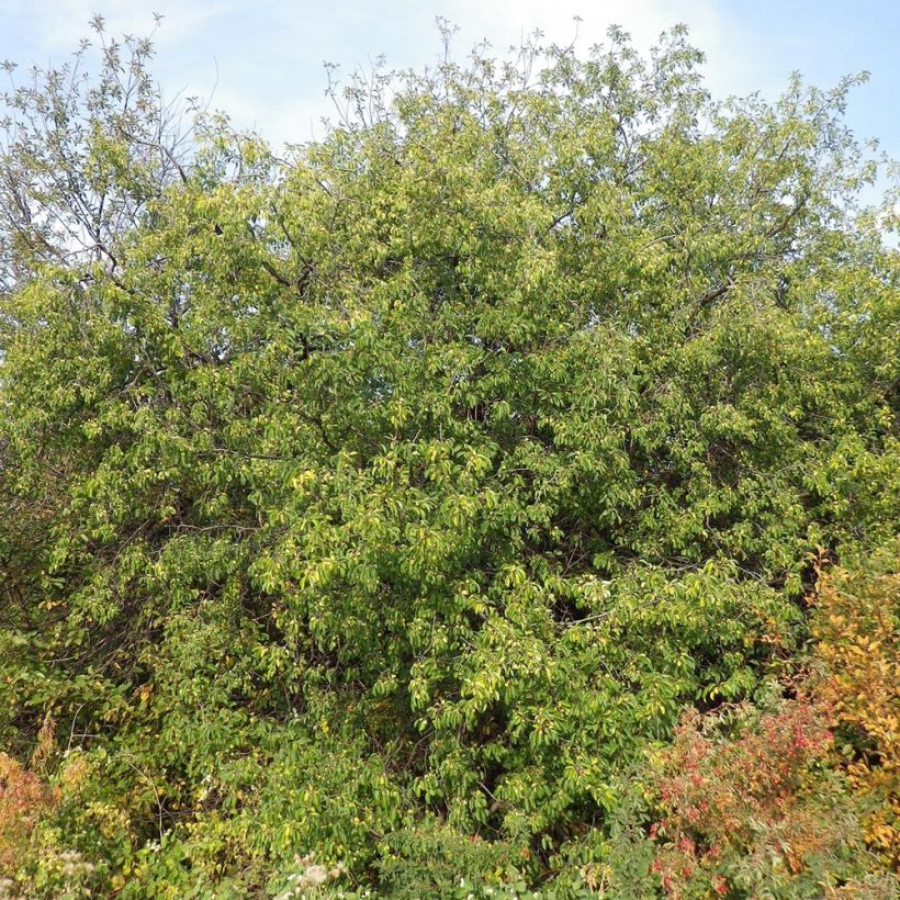 Rhamnus cathartica - Nerprun purgatif, cathartique, officinal  (Plant habit)