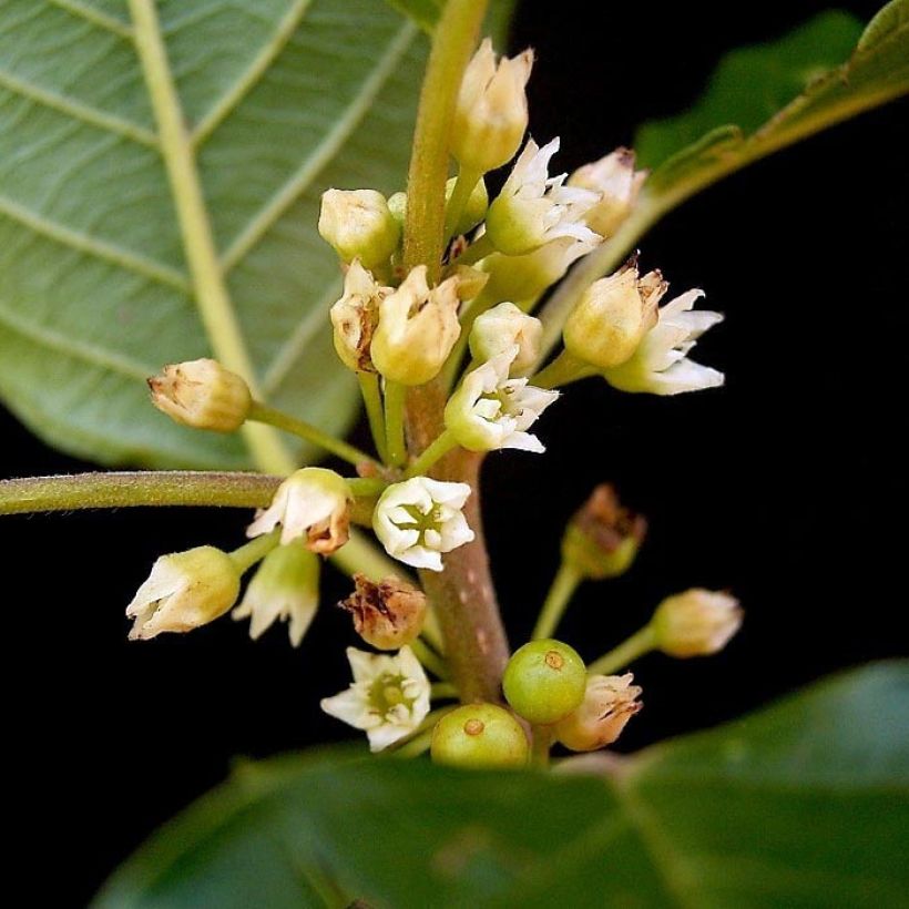 Rhamnus frangula - Bourdaine (Flowering)