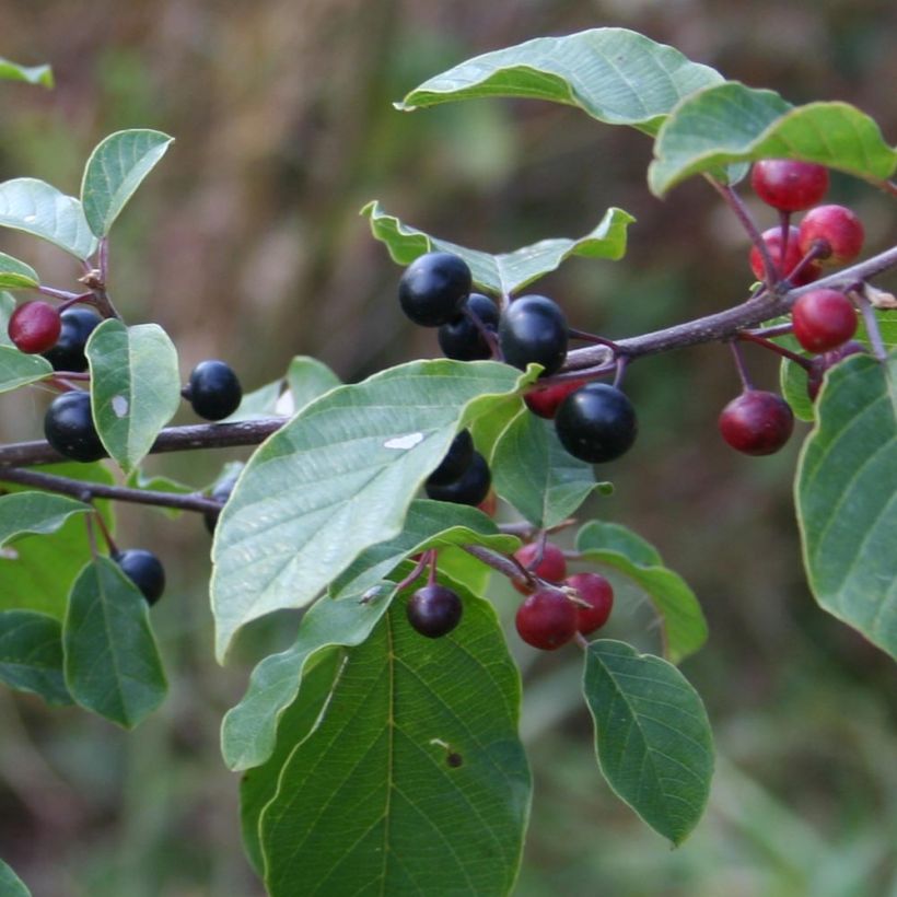 Rhamnus frangula - Bourdaine (Harvest)