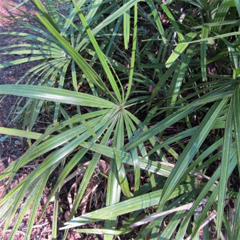 Rhapidophyllum hystrix - Palmier aiguille (Foliage)