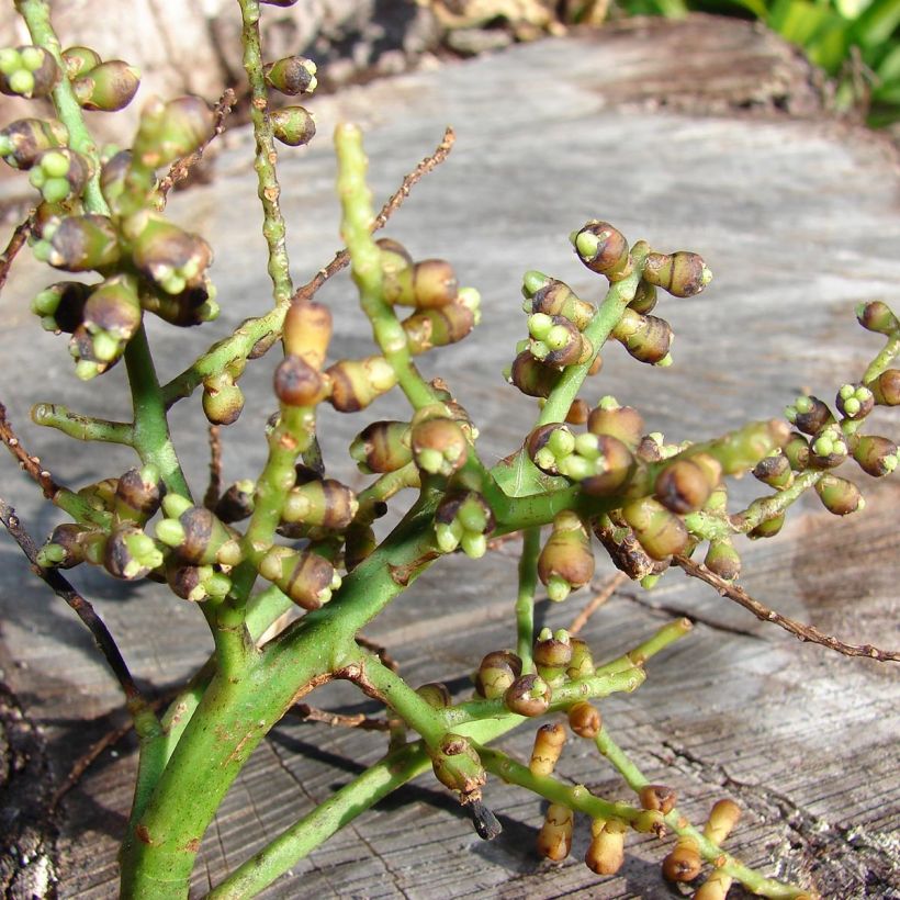 Rhapis excelsa - Palmier bambou (Harvest)