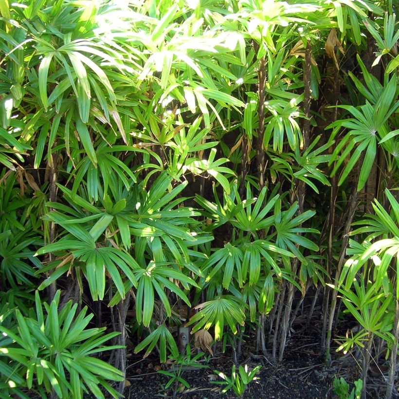 Rhapis excelsa - Palmier bambou (Plant habit)