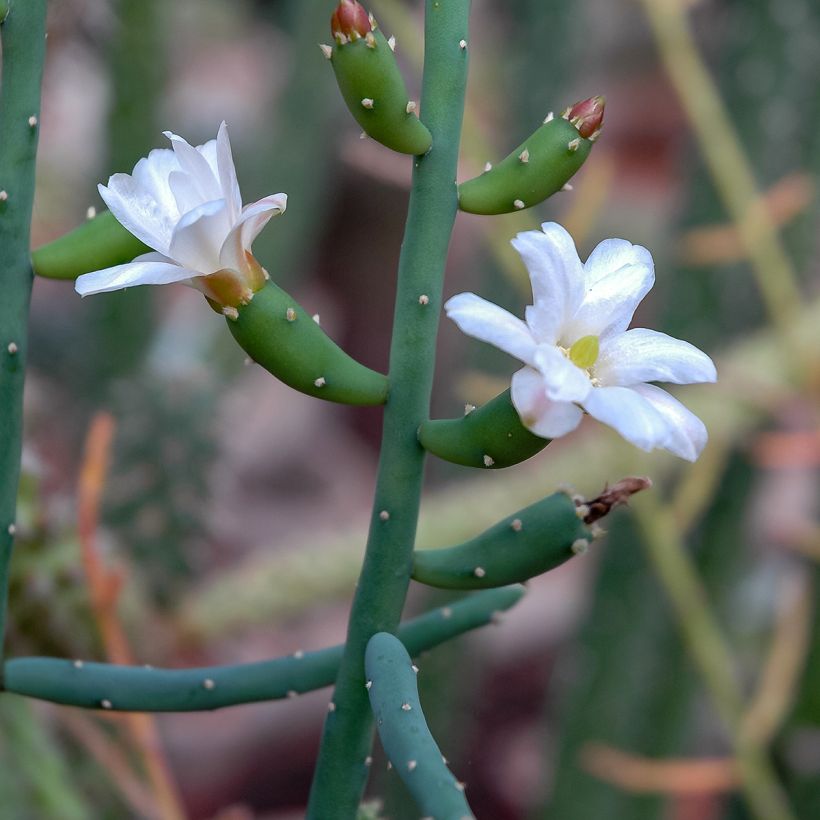 Rhipsalis baccifera - Cactus-jonc fructifère (Flowering)
