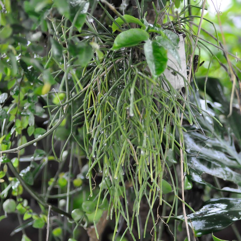Rhipsalis cereuscula - Cactus corail (Plant habit)